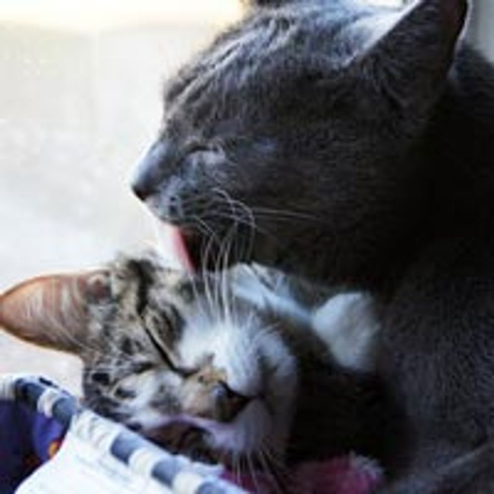 Cat Gives Foster Kitten a Love Bath