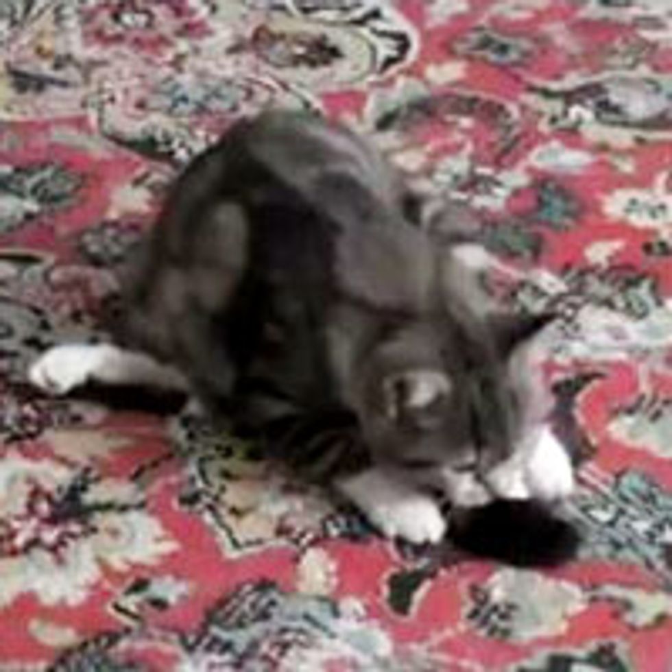 Who Needs Toys When You Have a Tail?