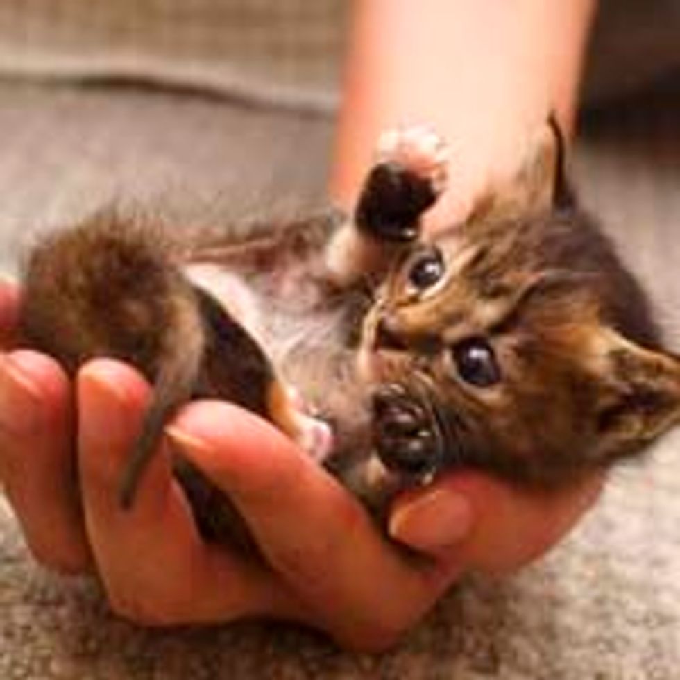 Teeny Tiny Handful of Cute