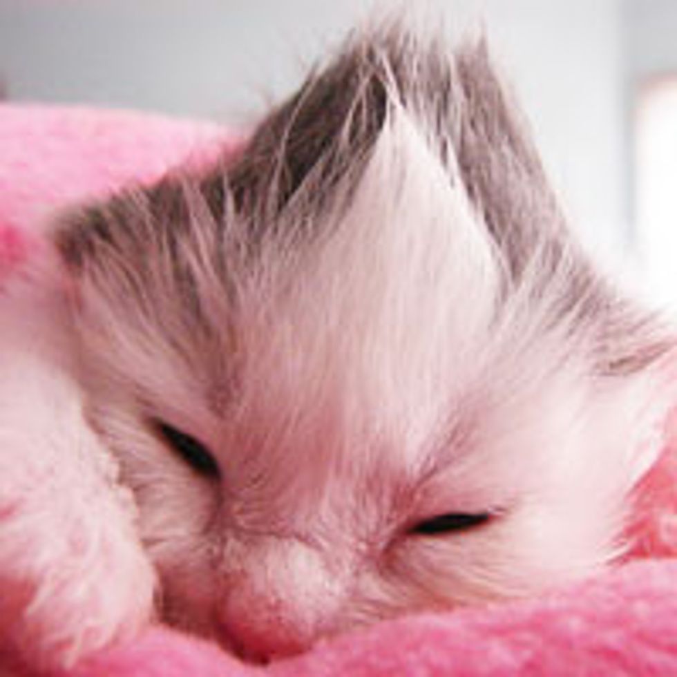 Izzy the Kitty and Her Photo Journey