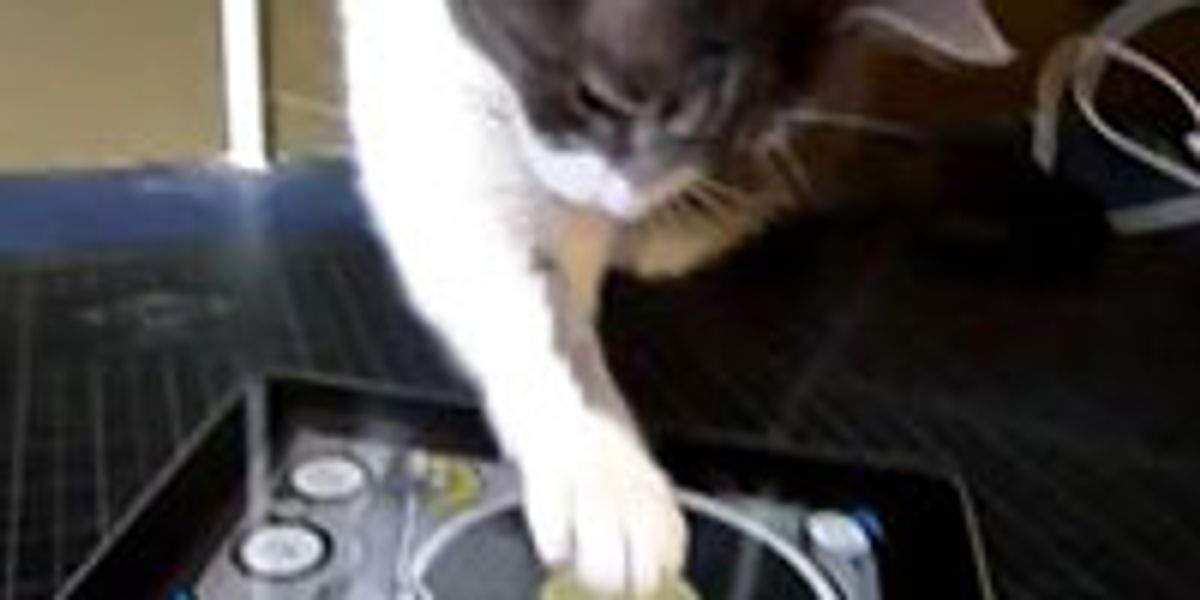 Kitty DJ Scratching Away on iPad Love Meow
