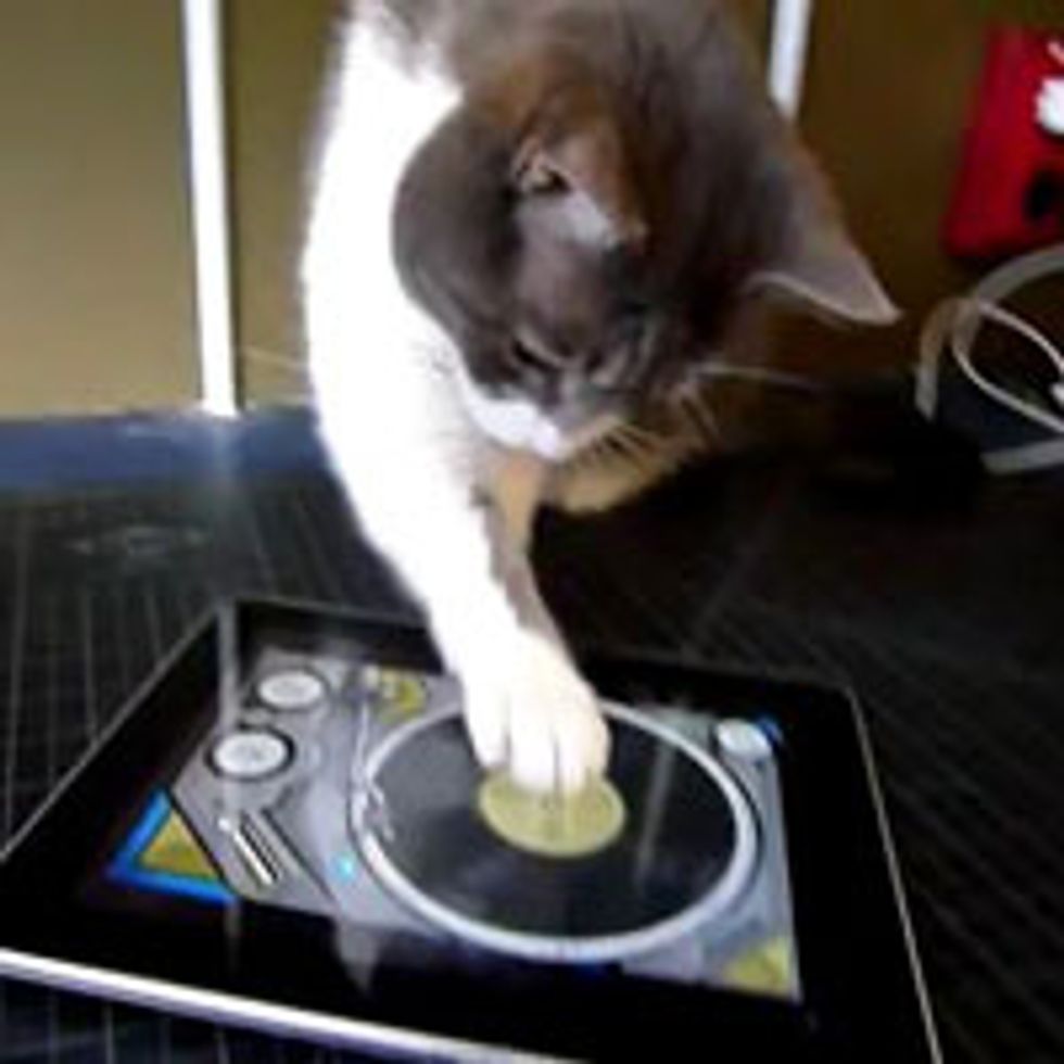 Kitty DJ Scratching Away on iPad