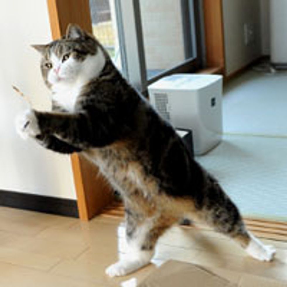 Maru Loves Catnip Ball