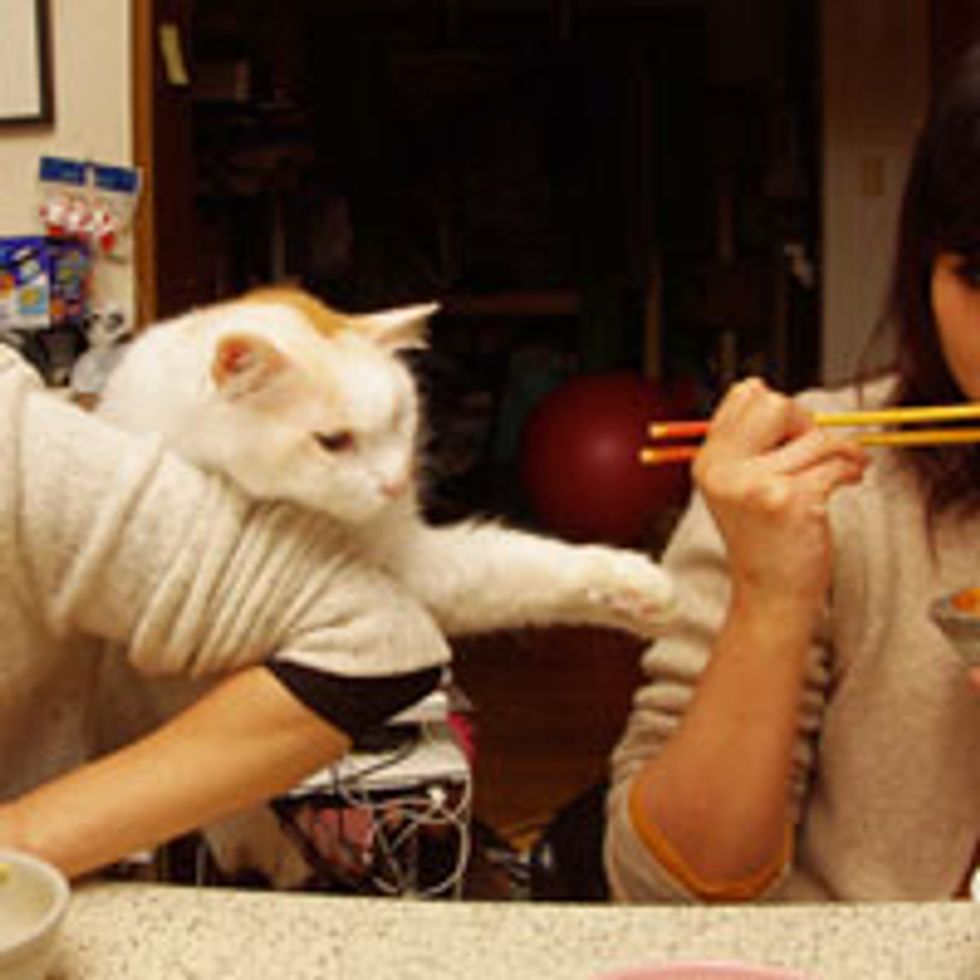 Kitty Supervises Hooman's Dinner