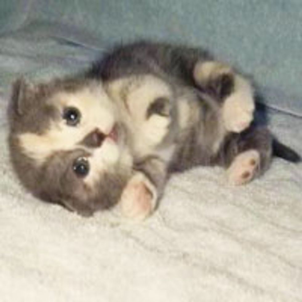 Marshmallow Kitty