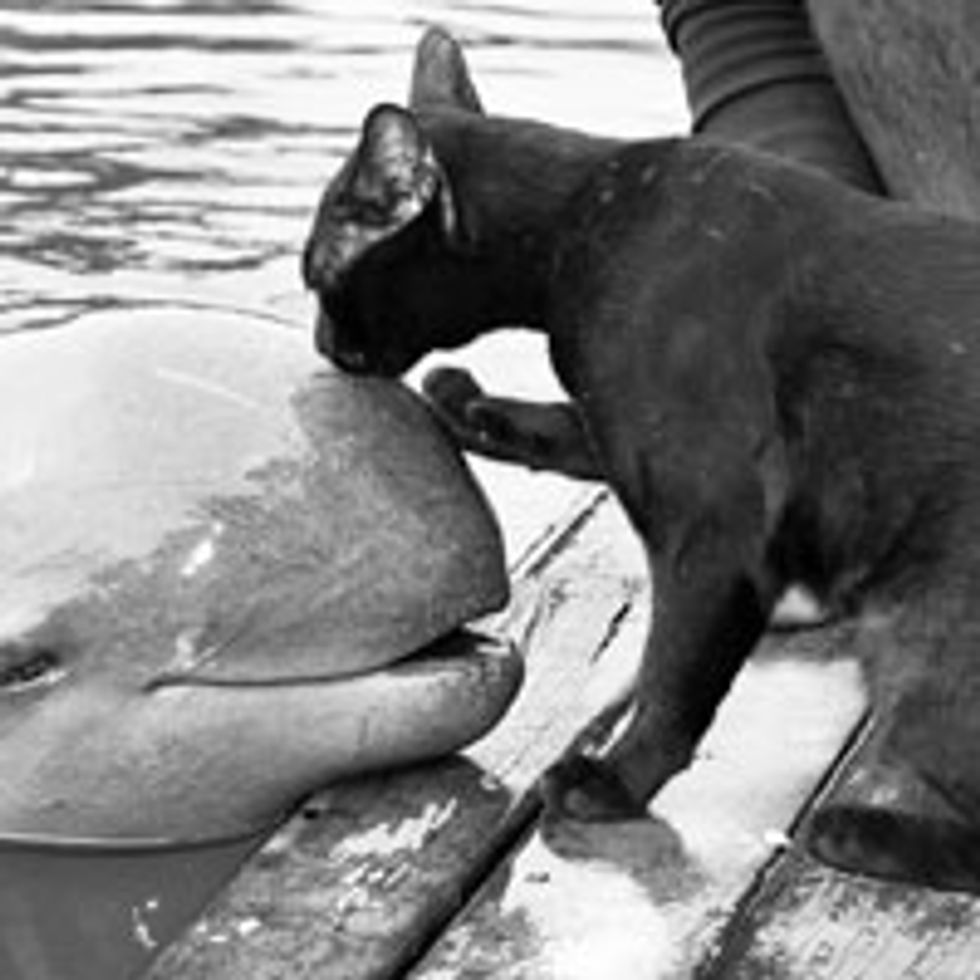 Kitty Kisses Ocean Friend