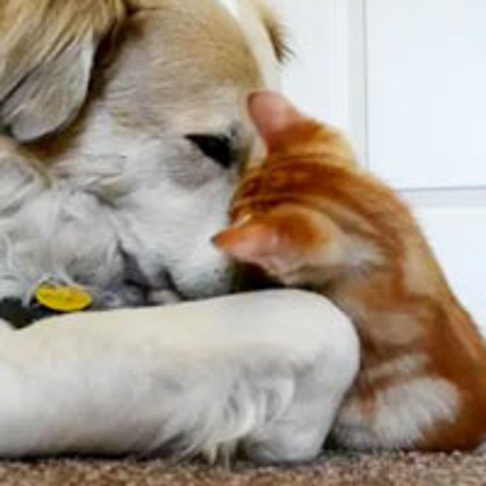 Kitten Snuggles and Plays with Dog Papa