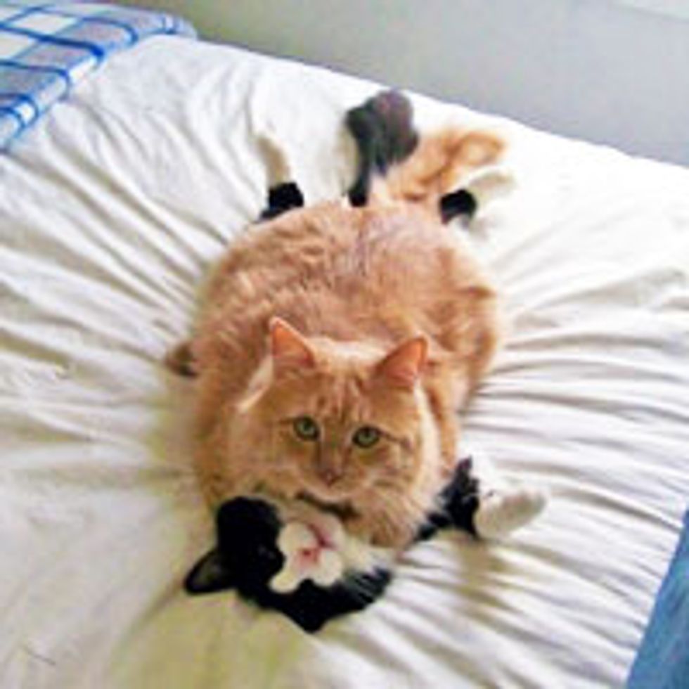Kitty Wrestling