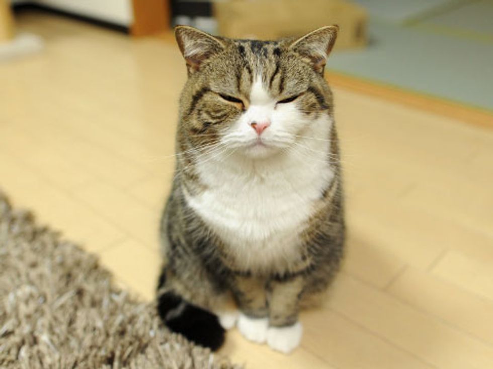 Maru Plays in the Bathtub - Love Meow