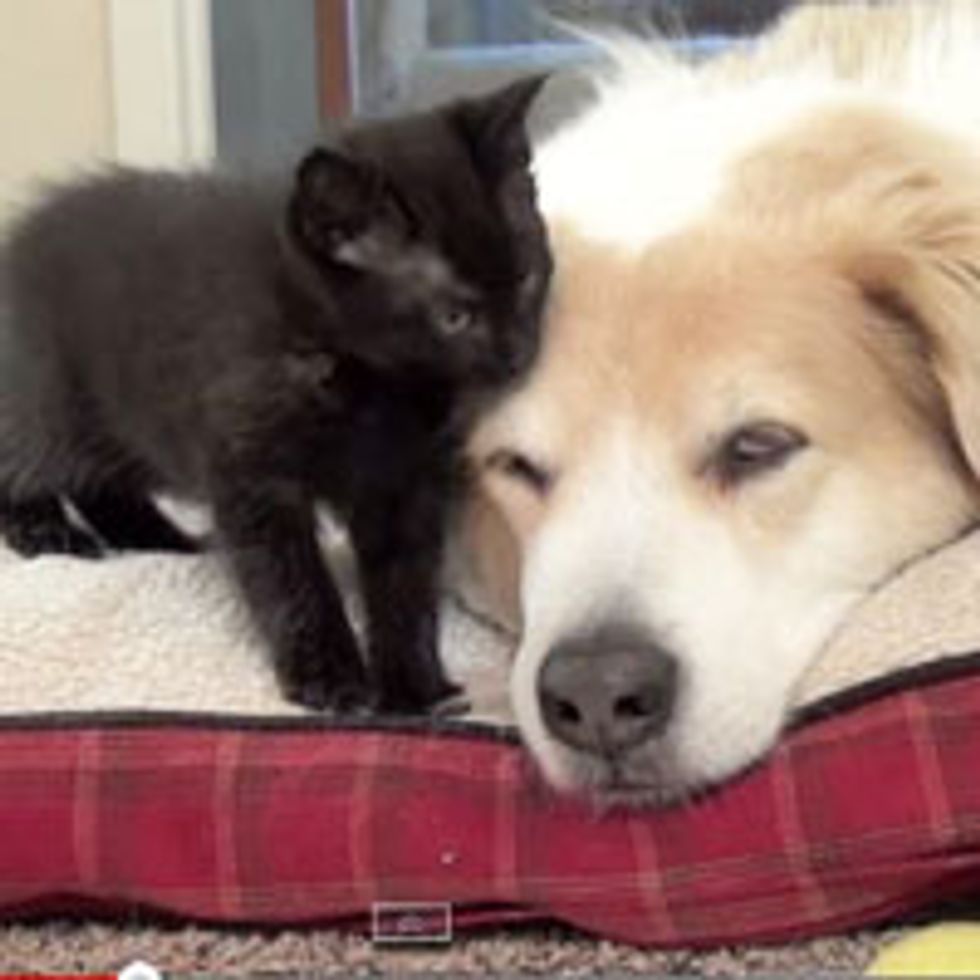 Foster Kittens Bathe Big Dog