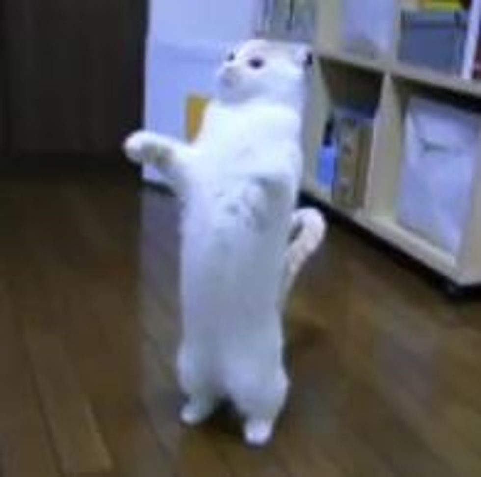 Where is the Ball?
