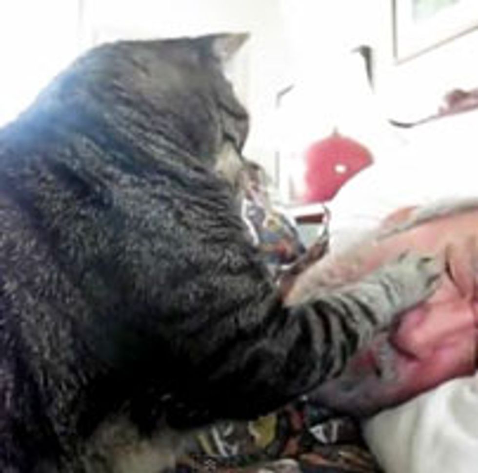 Feline Wake-up Artist