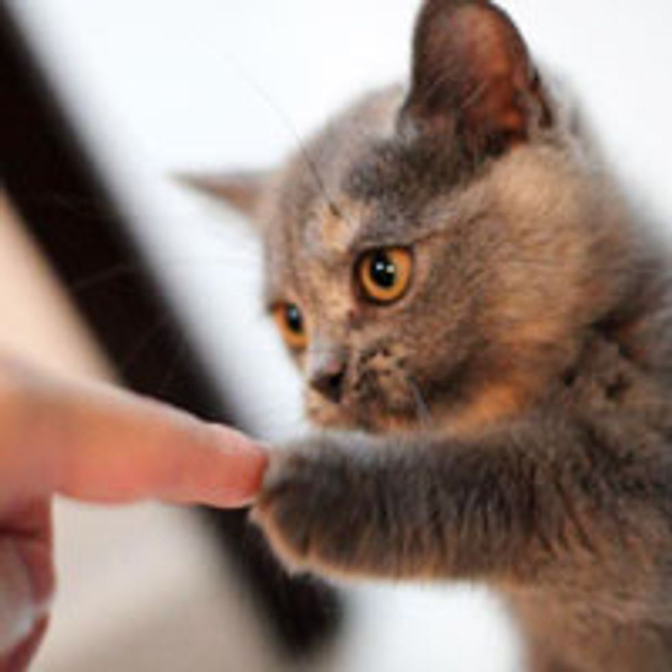 Hold My Paw!