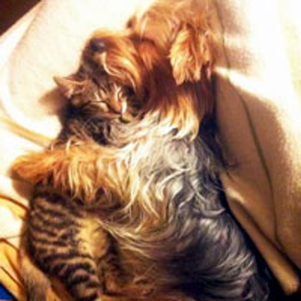 Cuddle Buddies