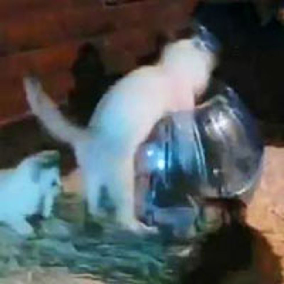 Kittens Love Hamster Ball