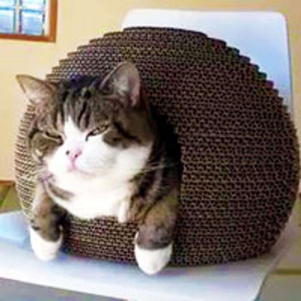 Maru Discovers Kamakura Cat House