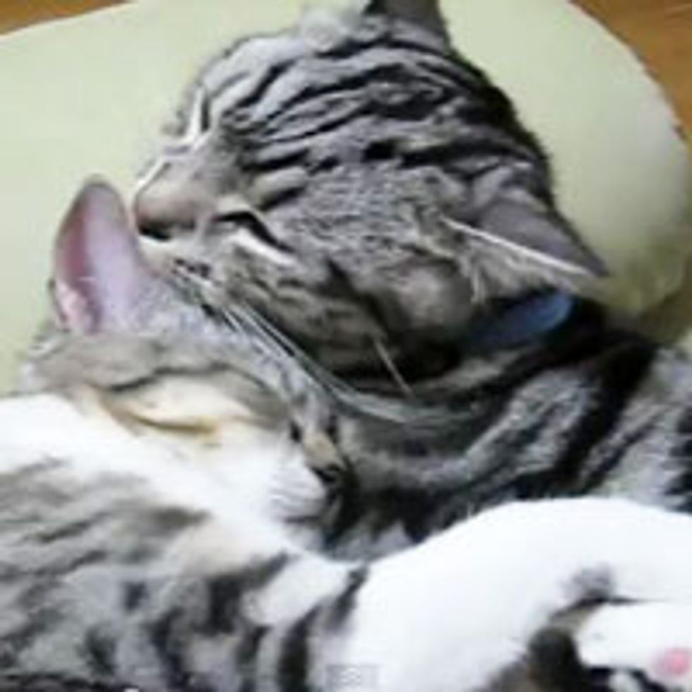 Purrfect Kitty Lullaby