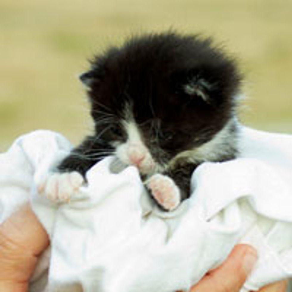 Teeny Tuxedo Bundle of Cute