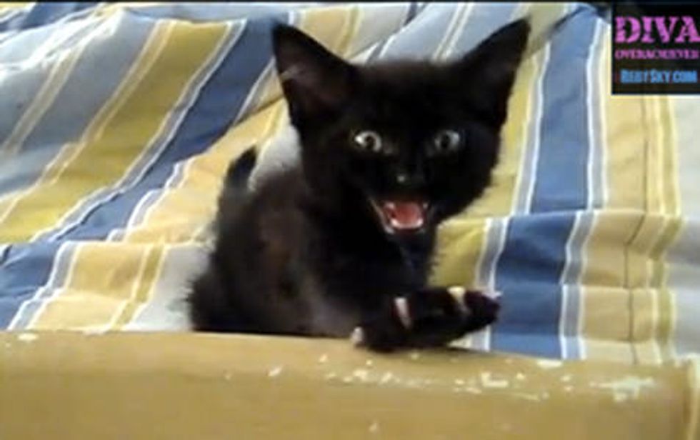 Kitty Squack