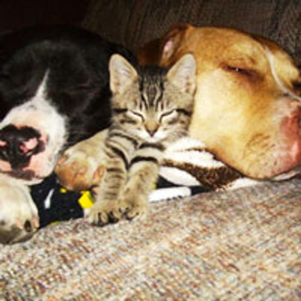 Kitty and His Doggie Bodyguards