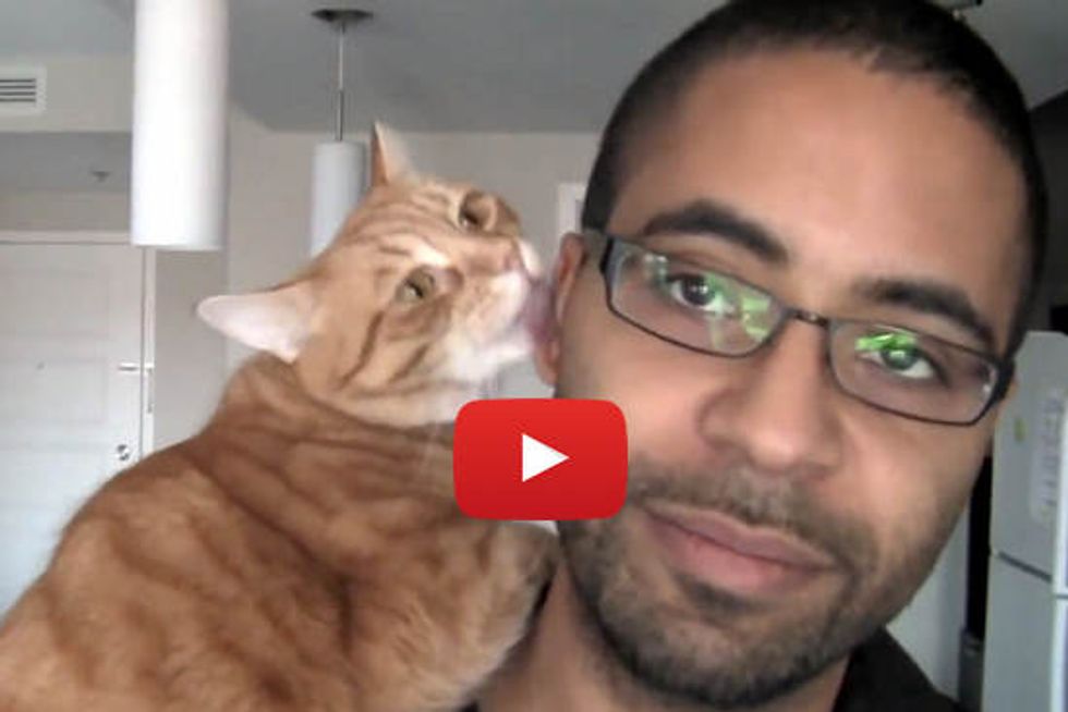 Affectionate Kitty Loves Pizza Box