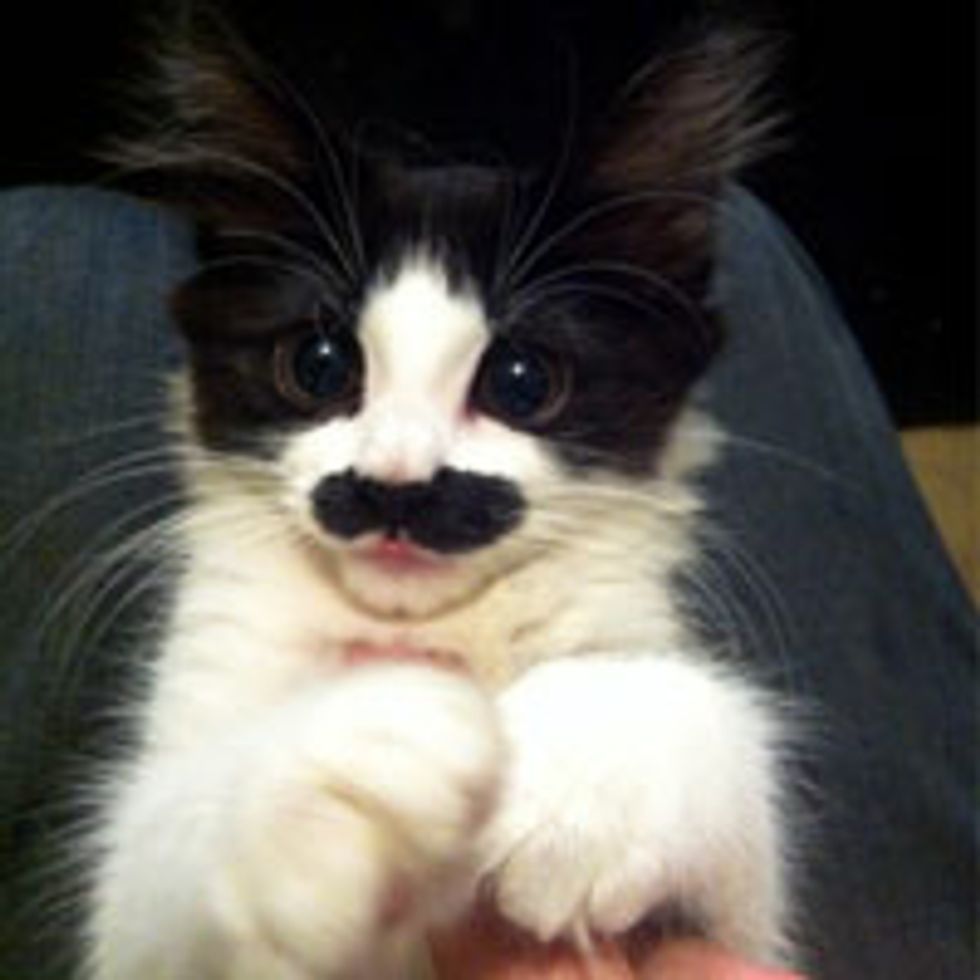 I Mustache You a Question...