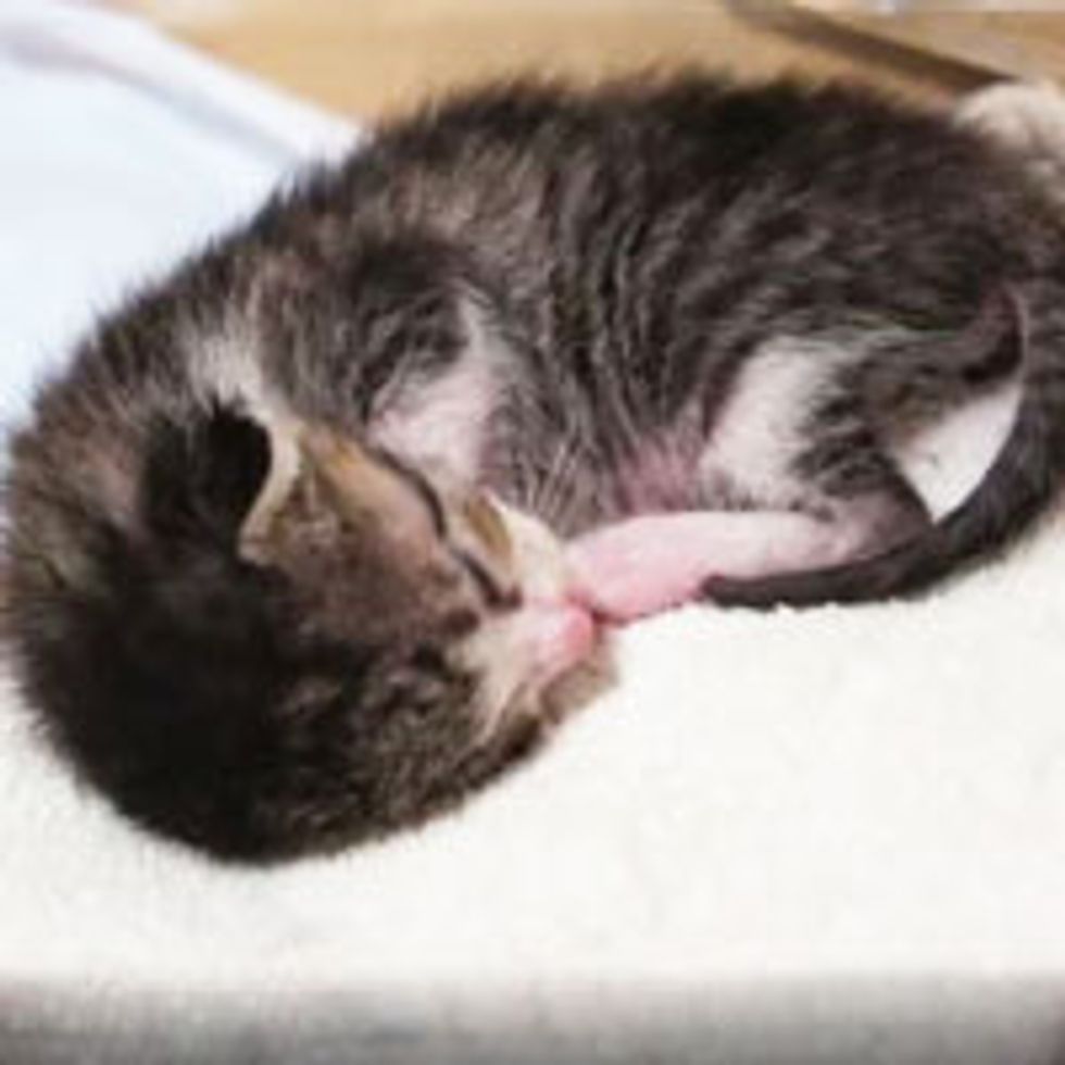 Tiny Kitten Sleep Talks