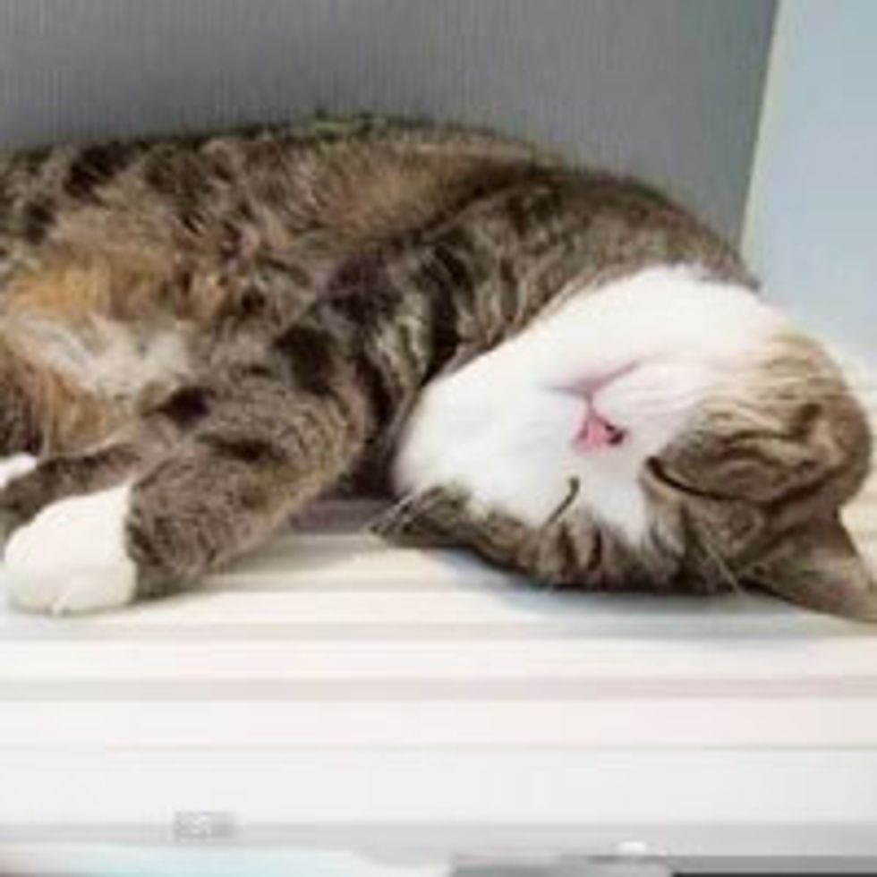 Maru's Bathroom Sanctuary
