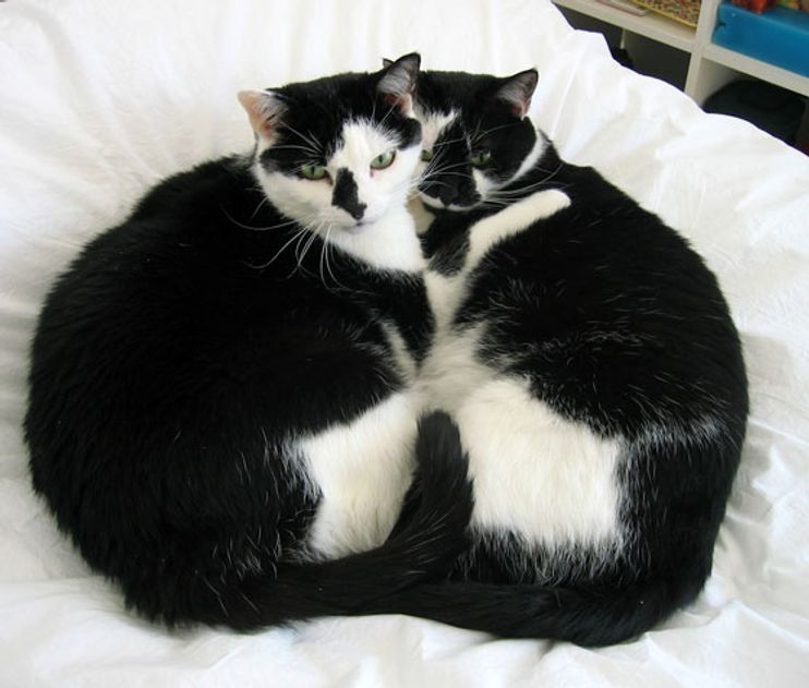 Valentines Day Black and white cats with their tails linked coffee te –  Hunter's Gifts