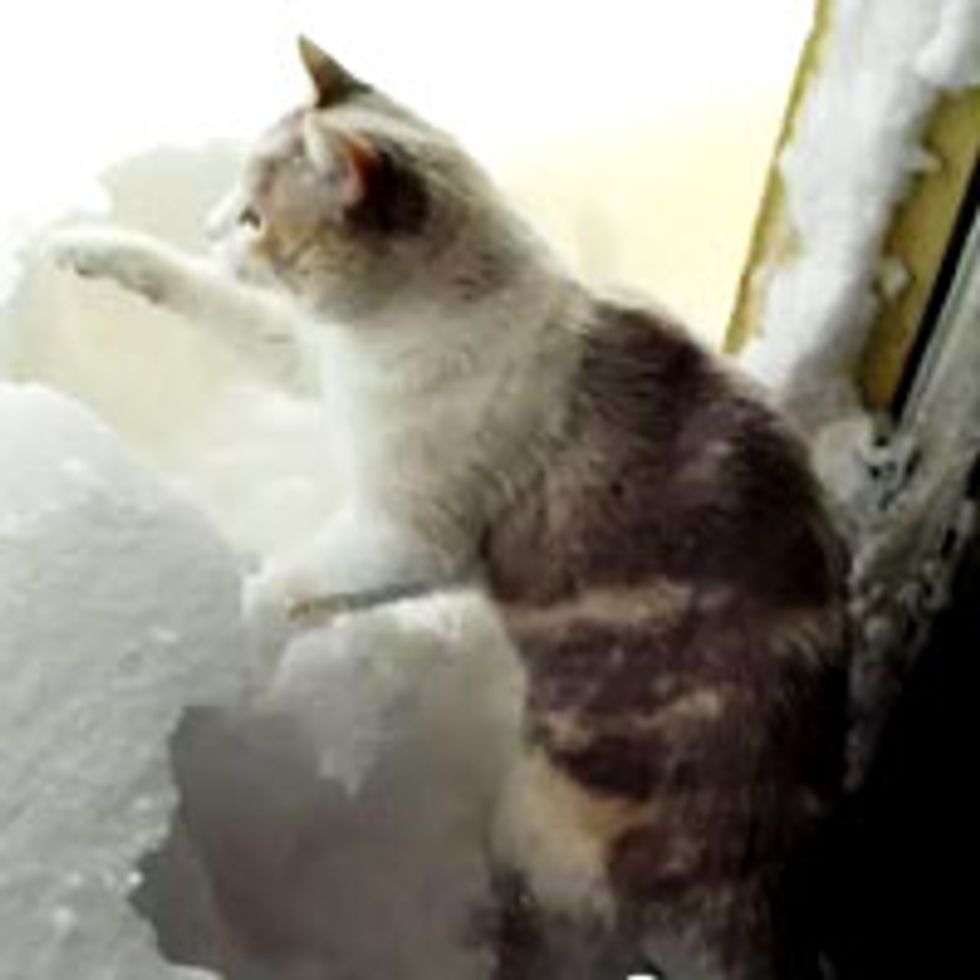 Kitty Shoveling Snow