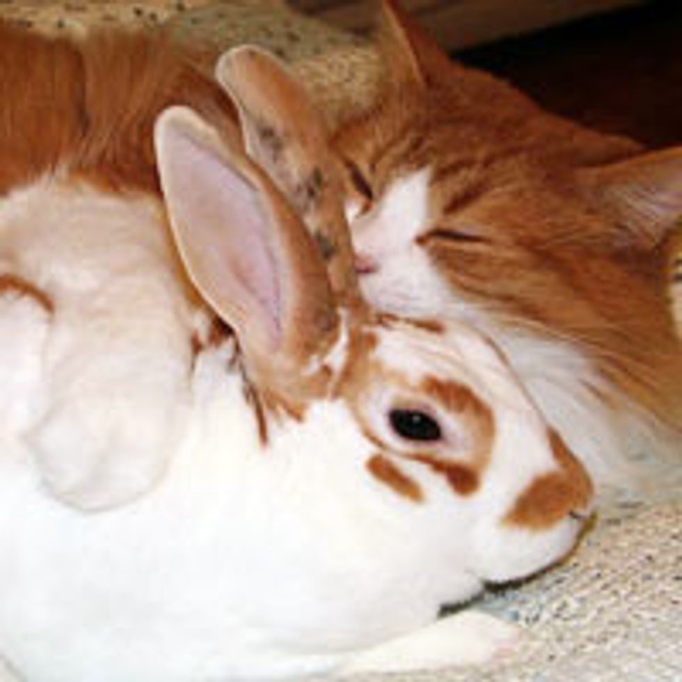 Mimi The Cat Loves Bunnies Love Meow