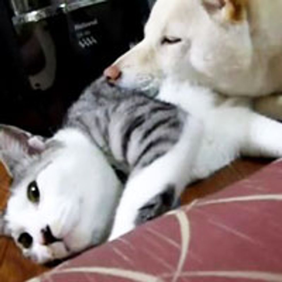 My Belly is Your Pillow