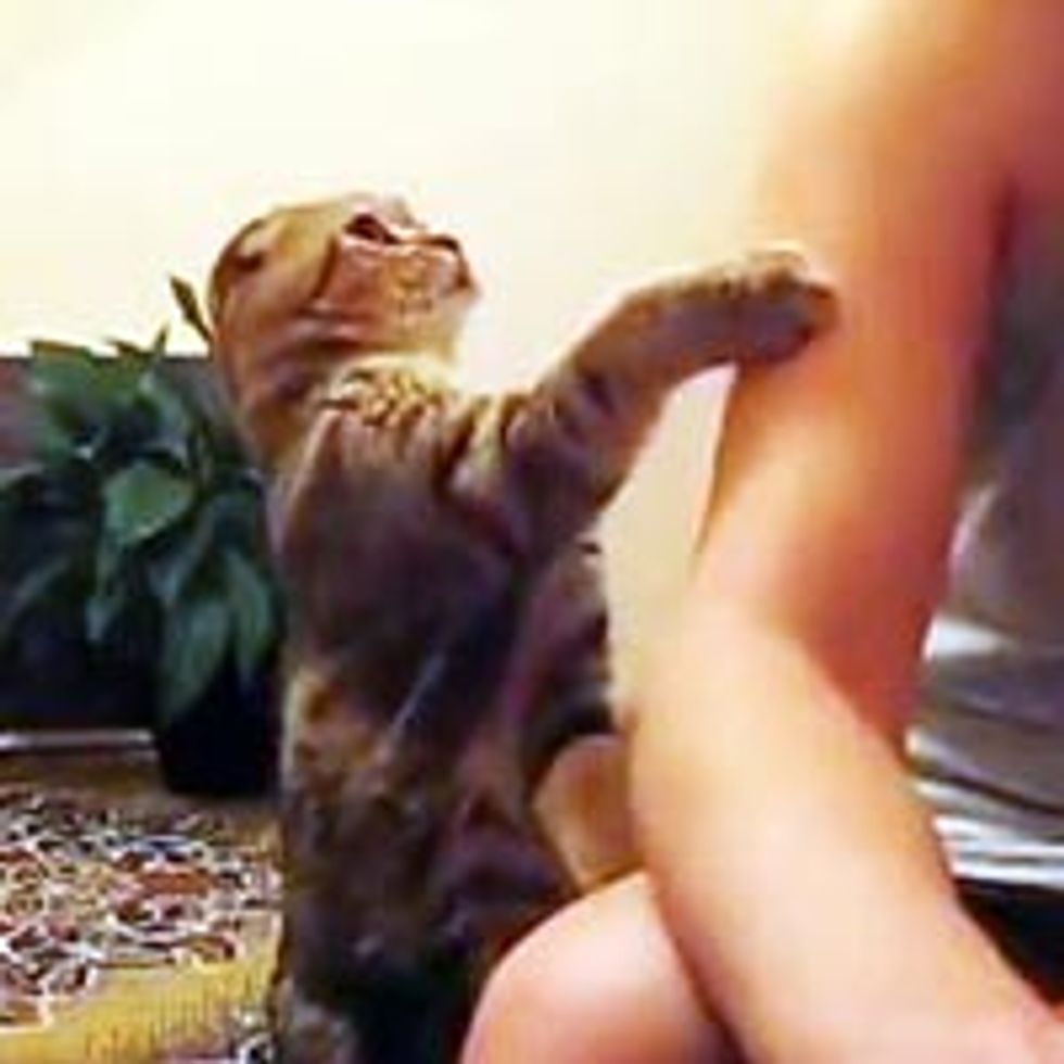 Cute Kitty Demands Pettin' and Lovin'