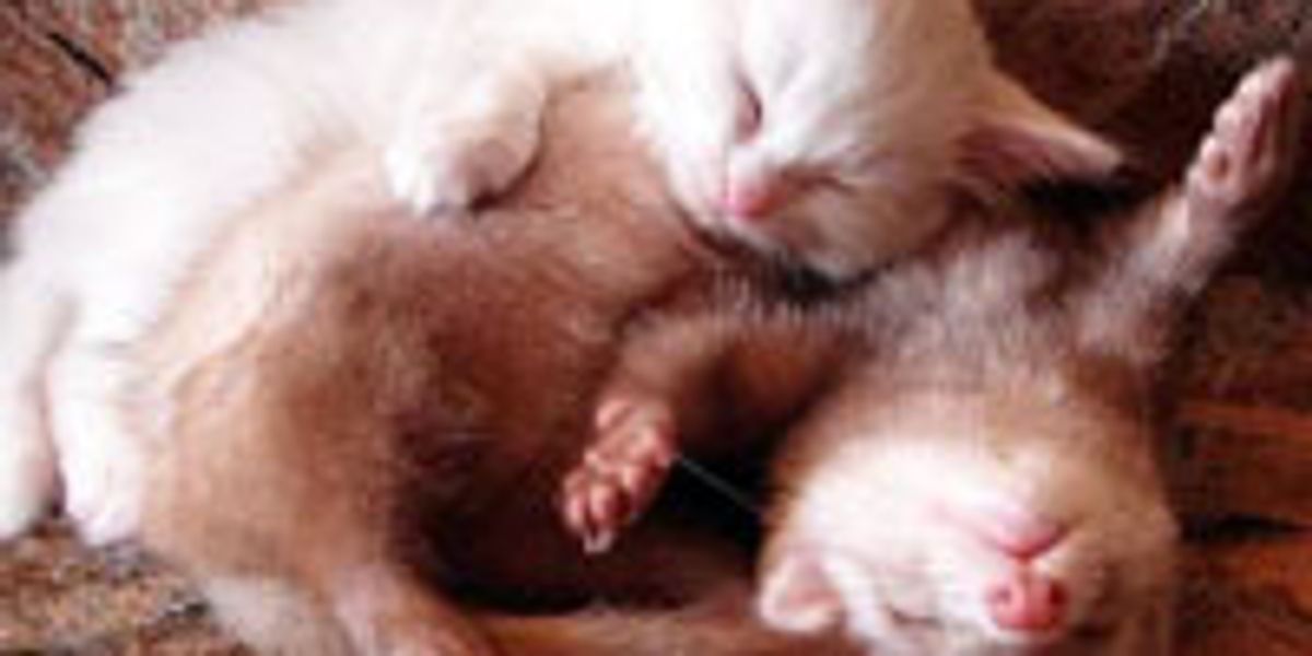 Cute Kitty and Her Squishy Ferret - Love Meow