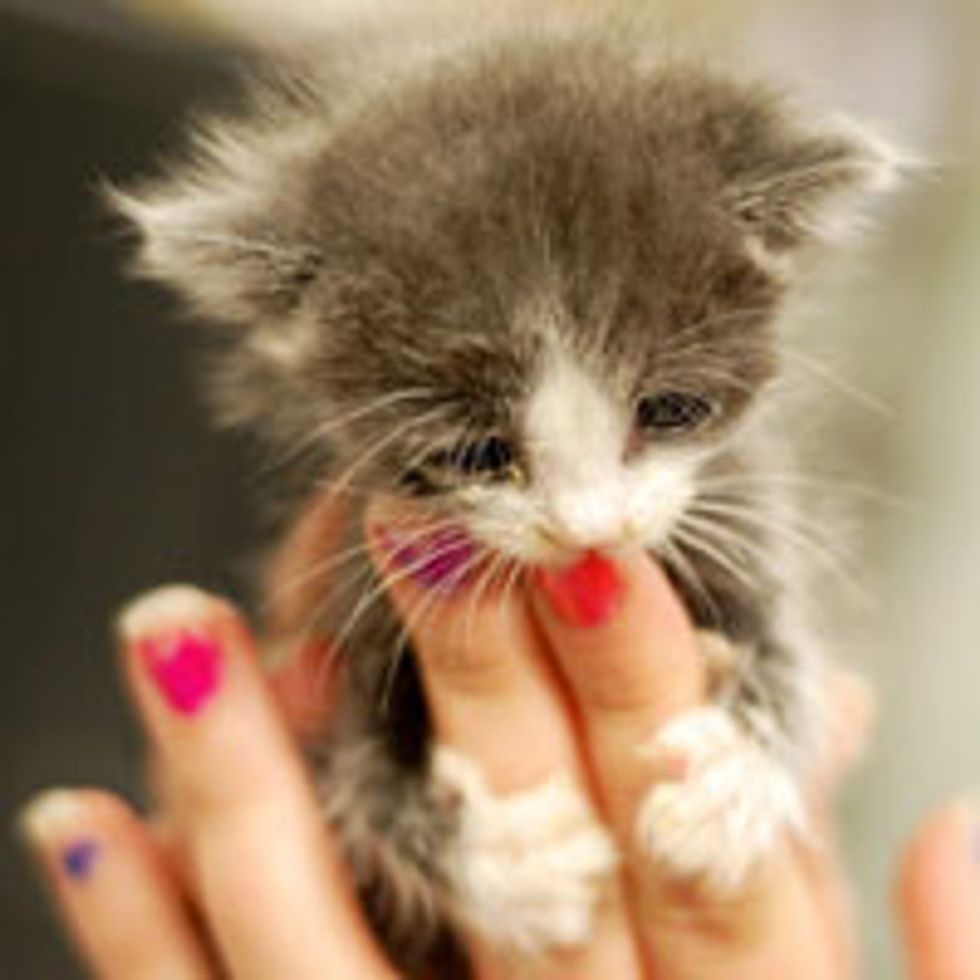 Tiny Fuzzy Finger Kisser