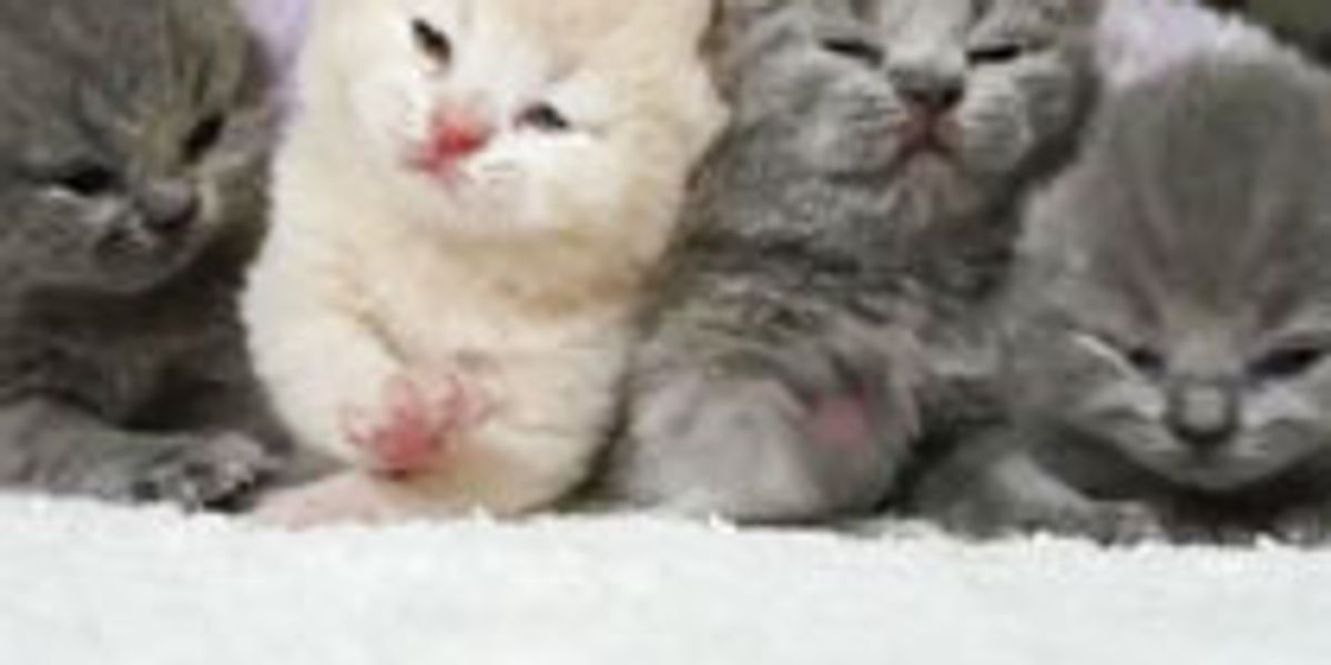 Tiny Kitties Squeak and Squirm into Your Heart Love Meow