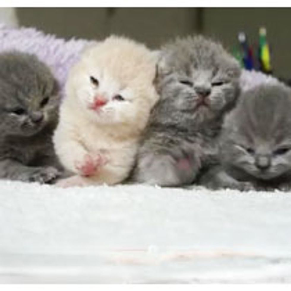 Tiny Kitties Squeak and Squirm into Your Heart