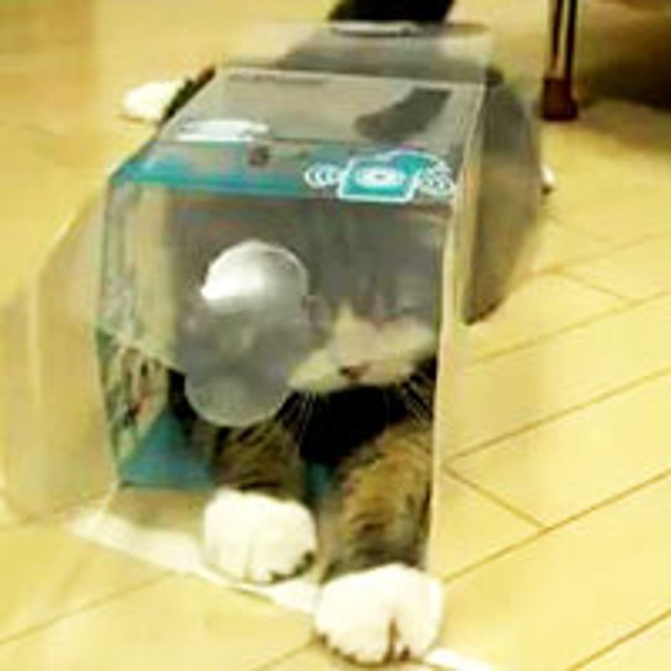 Maru and His Transparent Box