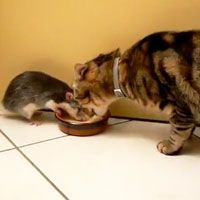 Kitty Shares Food with Rat Love Meow