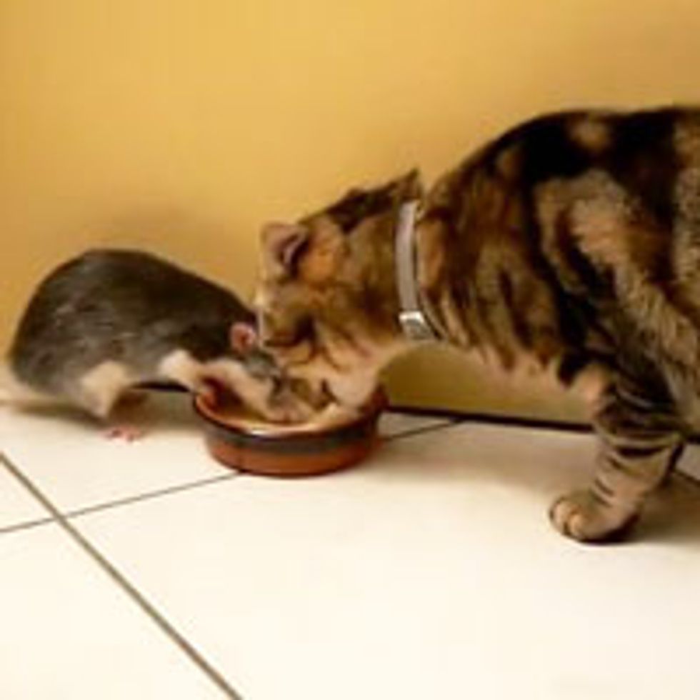 Kitty Shares Food with Rat