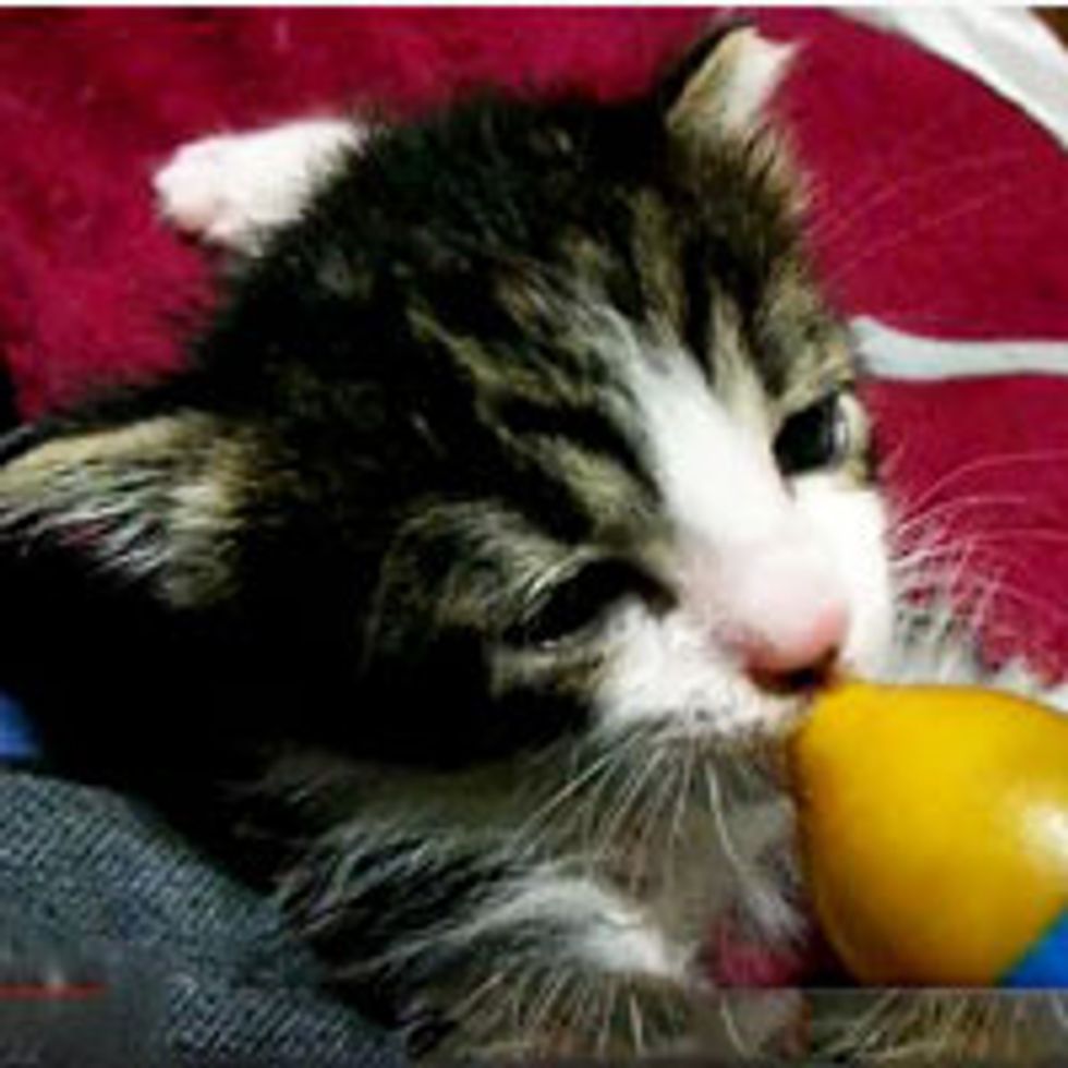 Bottle Kitten Ear Twitching in Happiness
