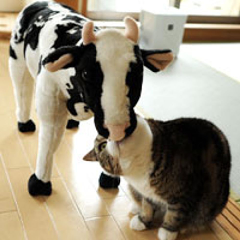 Maru's New Cow Friend