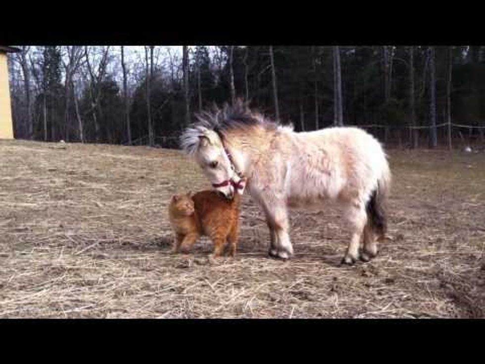 Ginger Cat Meets Miniature Horse