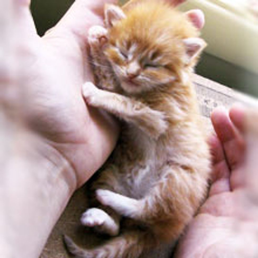 Ginger Kitten Found a Hand to Lean on Forever