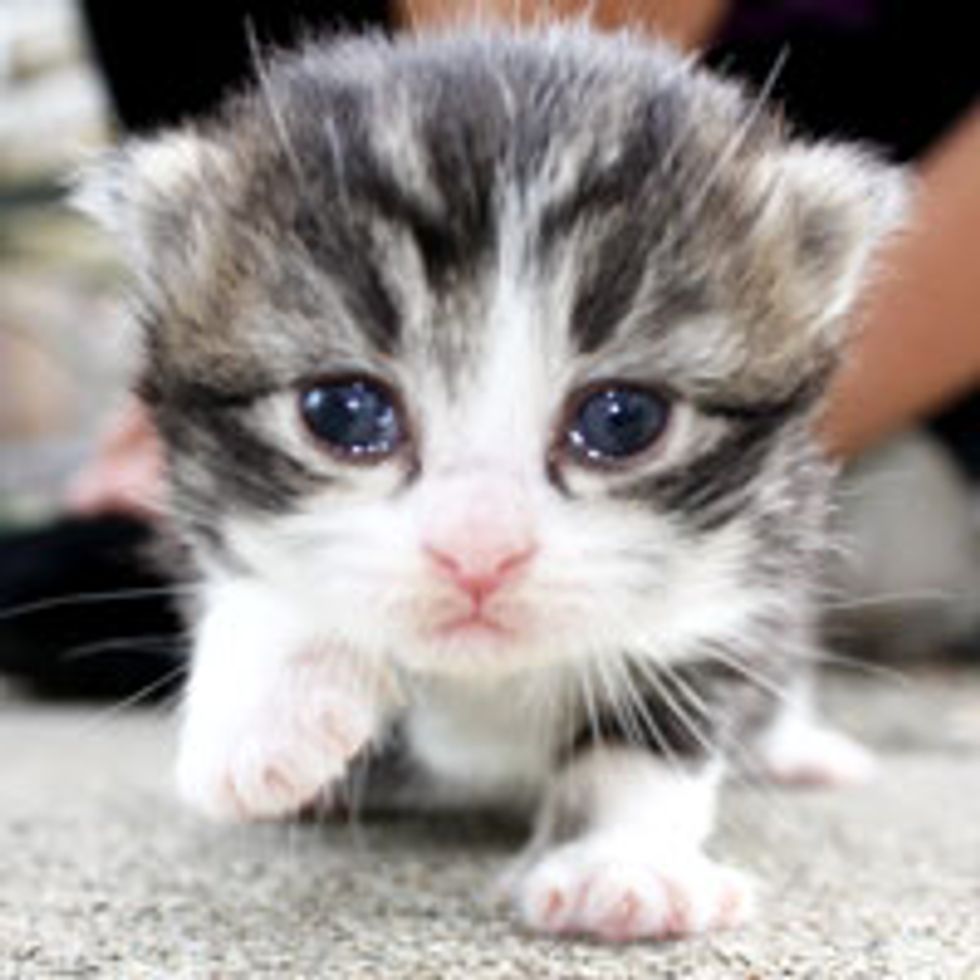 Tiny Kitty Takes First Steps