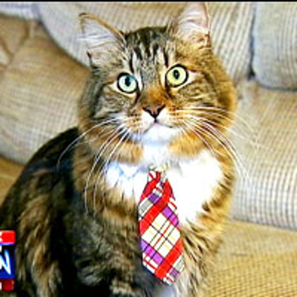 Hank the Cat for US Senate in Virginia