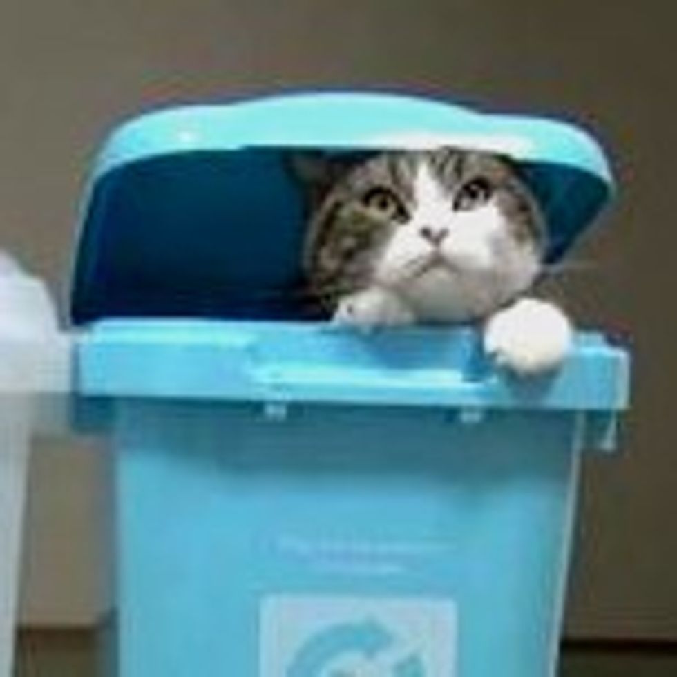 Maru's Recycling Bins