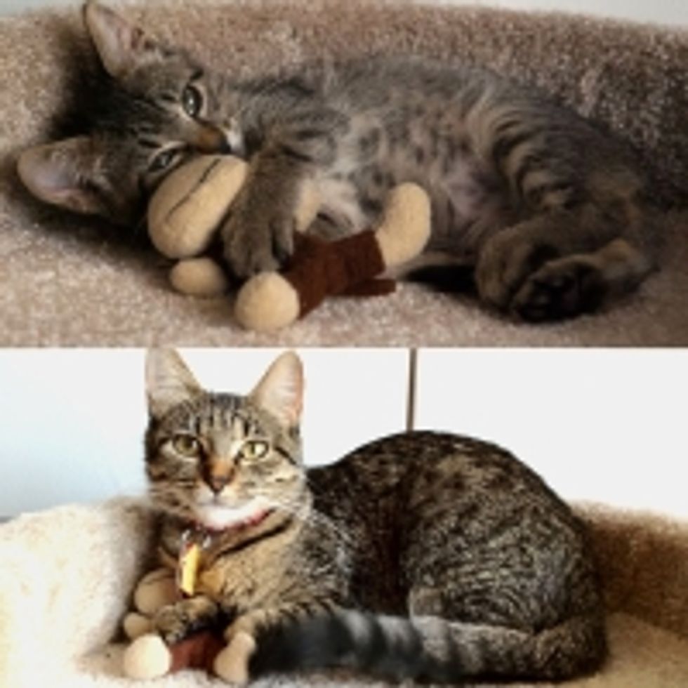 Kitty's Squishy Monkey Friend, Then and Now