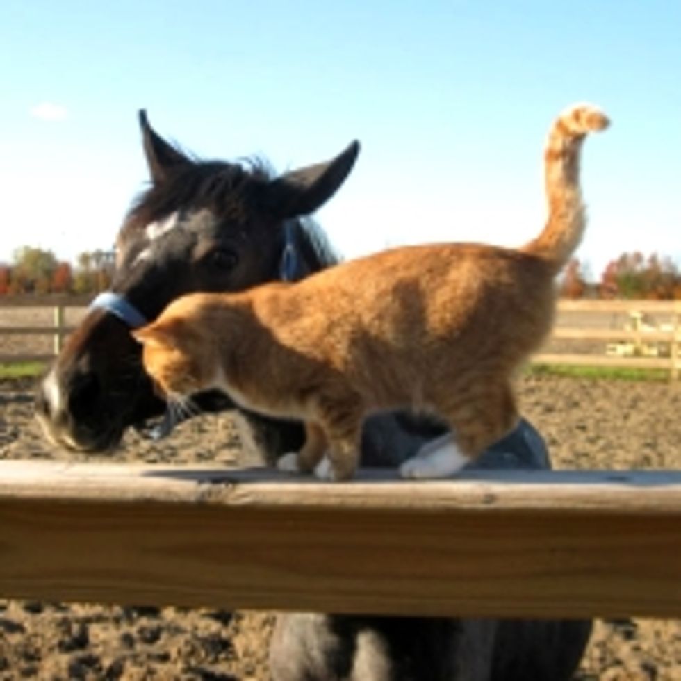 The Good Old Furiends