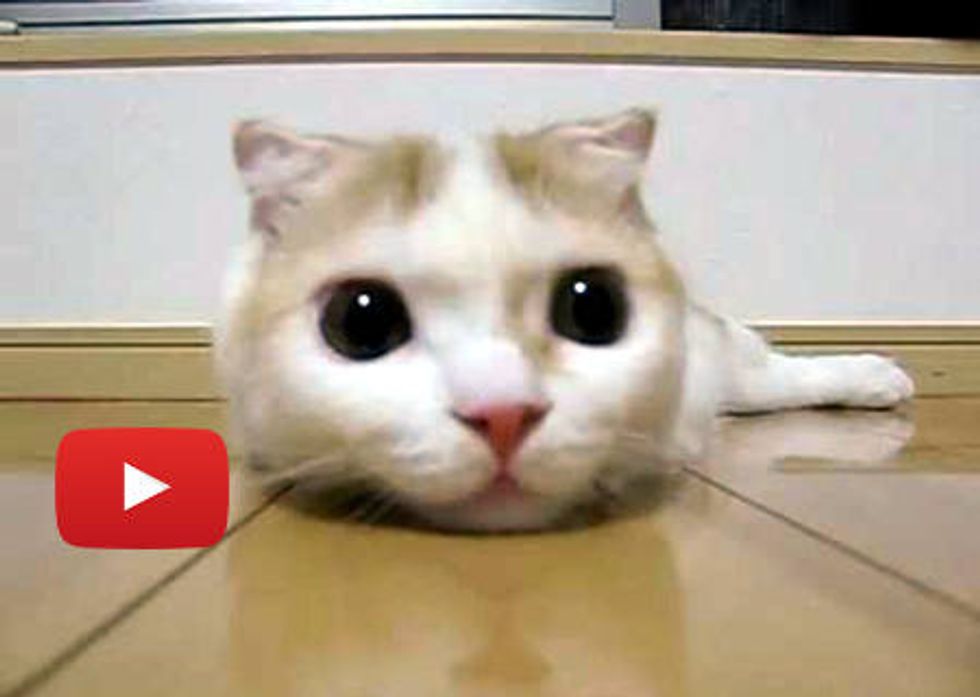 Kitty with Eyes that Hypnotize
